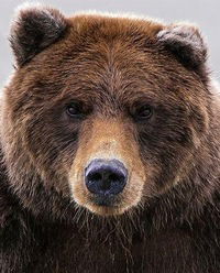 Миша Ворончихин