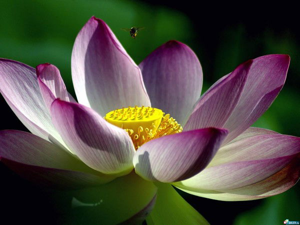 Людмила Семенихина