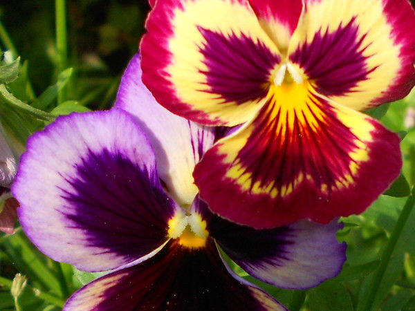 Анжелика Лапшова