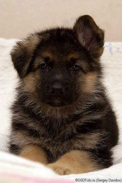 Александра Гаврилова