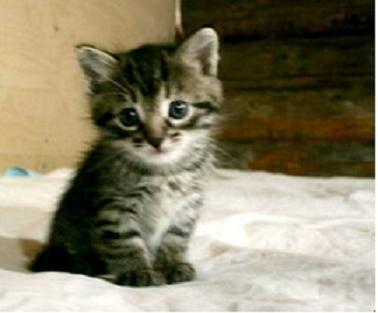 Сергей Атютин