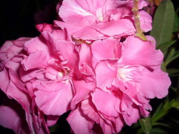 Лисичка Лисичка