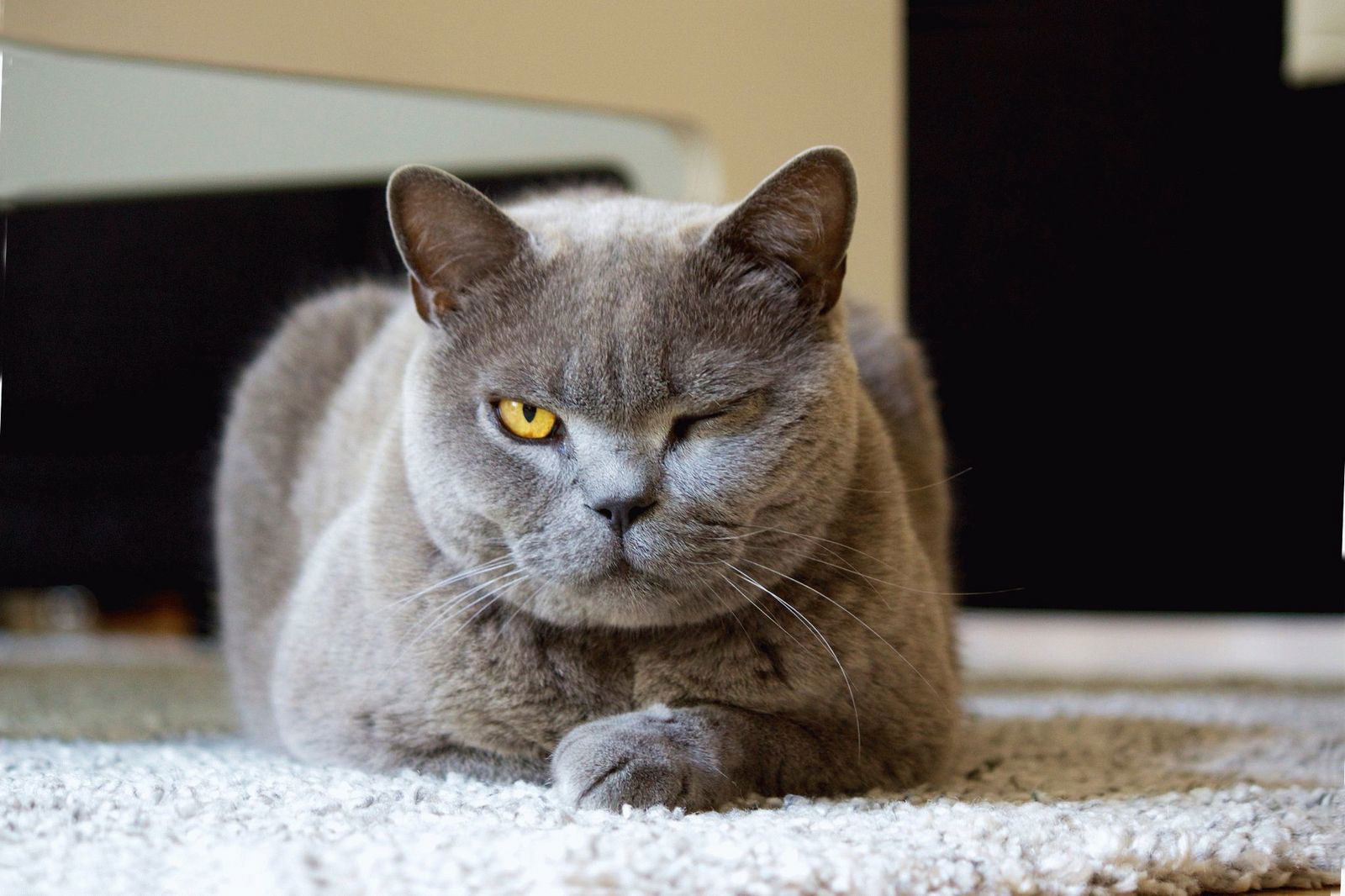 Рая Бессараб