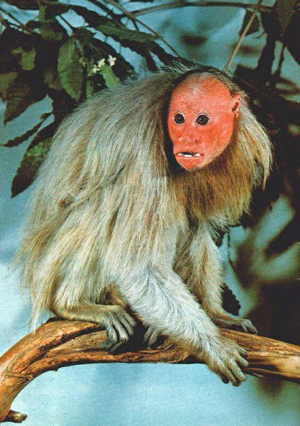 Виталий Спивак