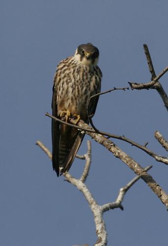 Гоша Мимино