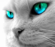 Настенька Шевцова