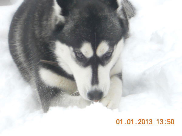 Екатерина Пахомова