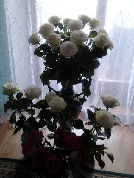 Алиса Кошкина