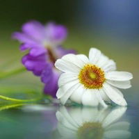 Нина Гончарова