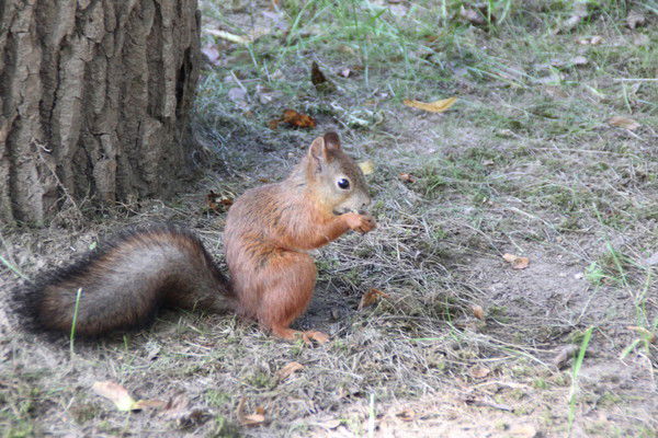 Гульшайыр Мырзабаева