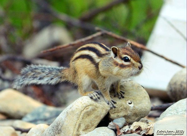 Александр Ильин