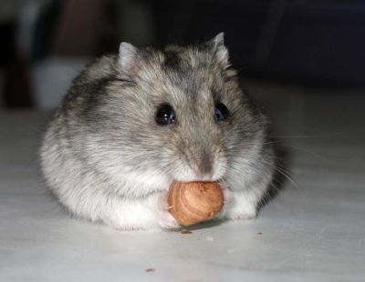 Никита Пронин