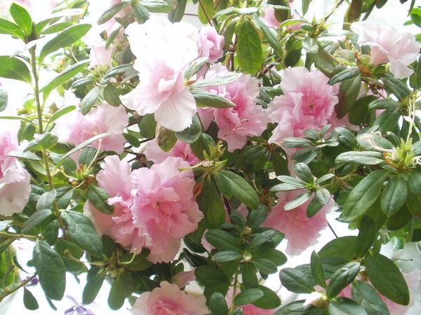 Азалия Розовая