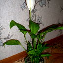 Резеда )