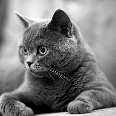 Алина Саразева