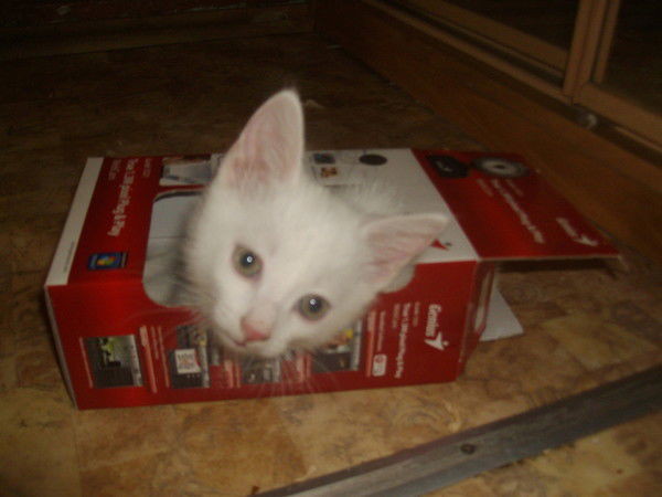 Вова Дороганов