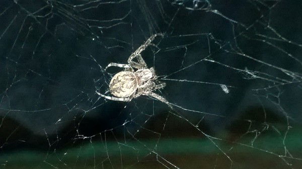 Дмитрий Отечественный