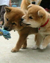 Инна Лапицкая