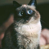 Виктория Александрова