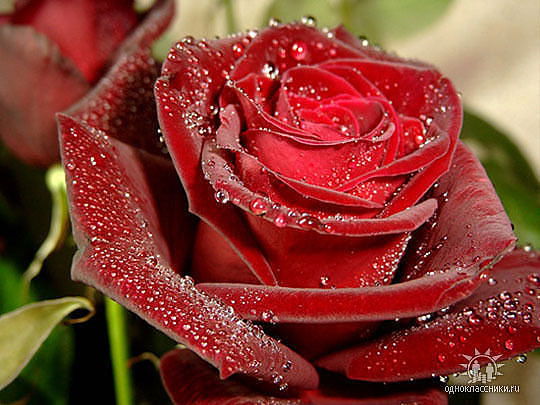 Роза Султанова