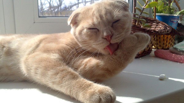 Наталья Доценко