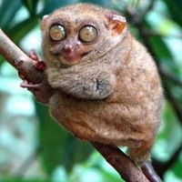 Екатерина Бобровская