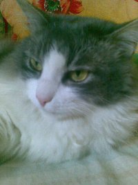 Мария Дмитрина