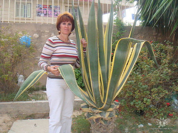 Тамара Соляник