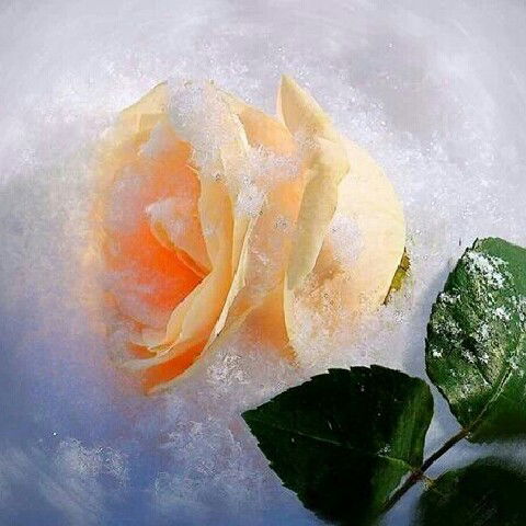 Татьяна Тока