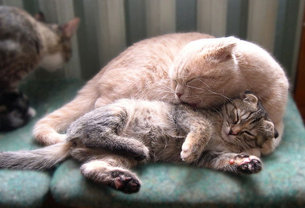 Галина Громова