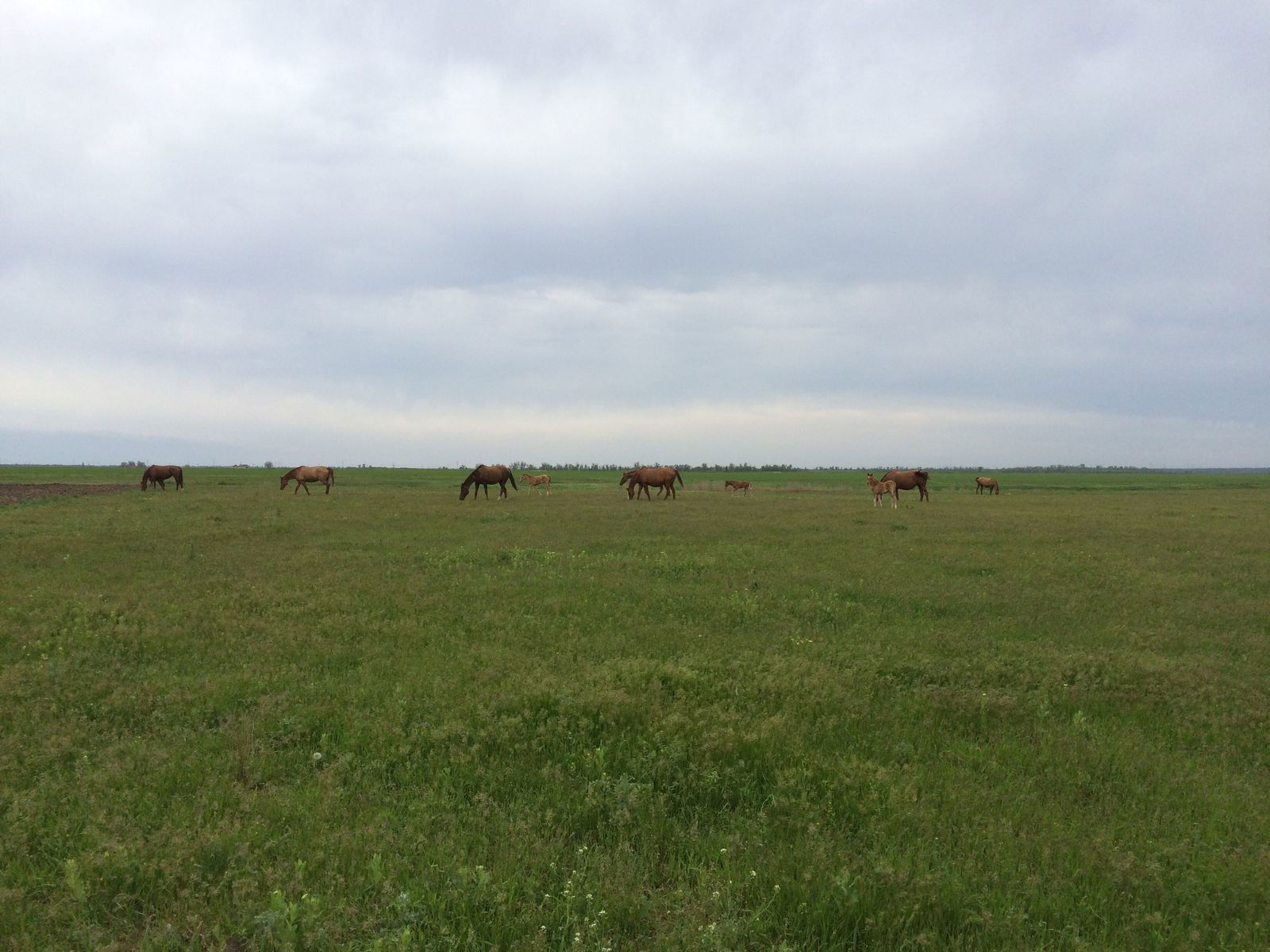 Димитрий Бандзо