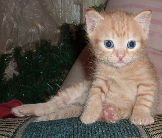 Наталья Попова