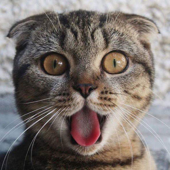 Михаил Николаевич