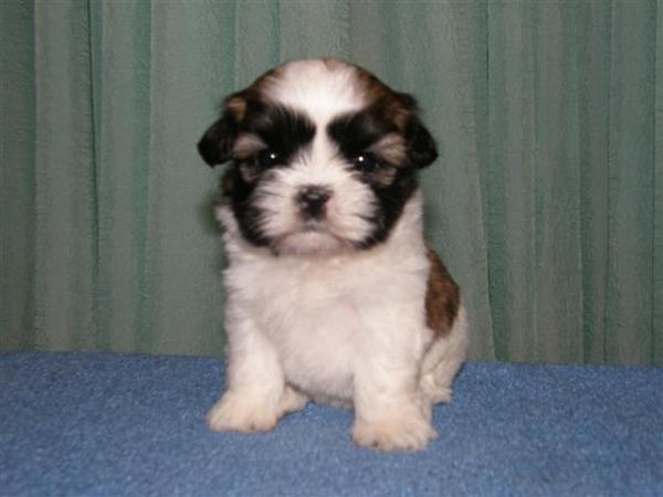 Камиль Амиров