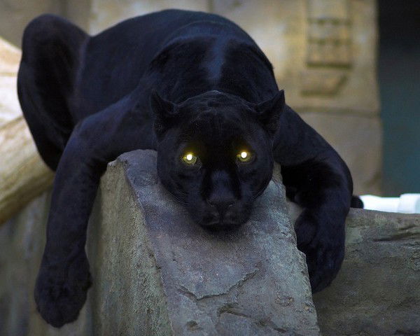 Махмуд Курбанов