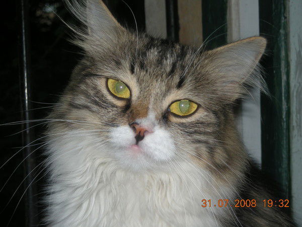 Игорь Котов