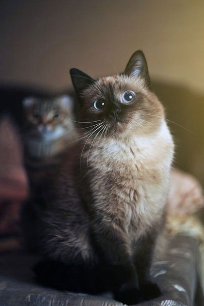 Зариша Аллахвердиева