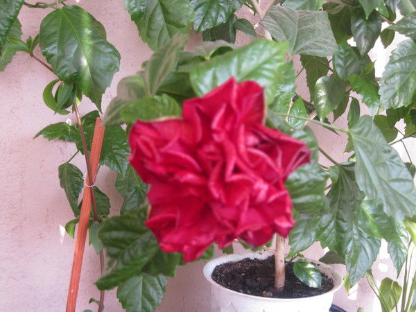 Светлана Гавриловская