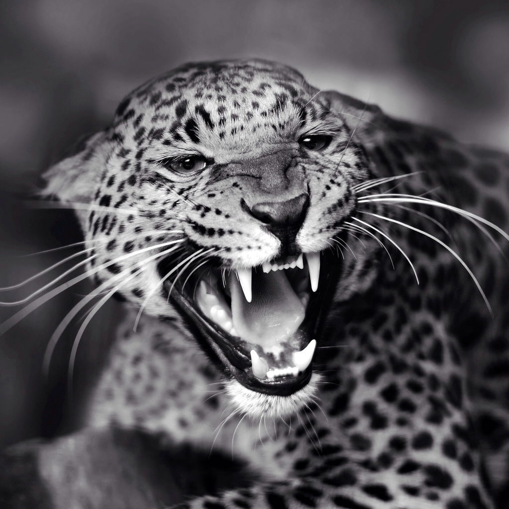 Людмила Бойко