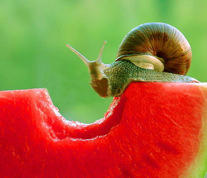 Ольга Толстихина