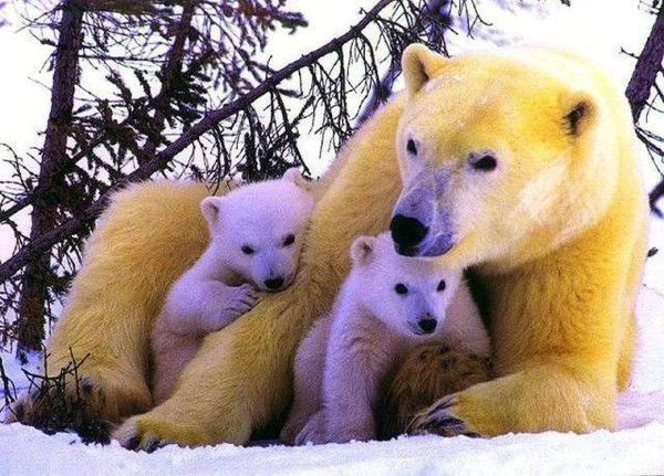 Максим Костылев