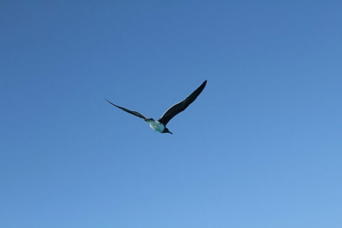 Альфира Костюк