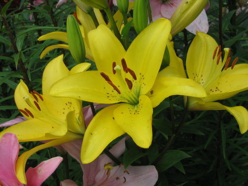 Евгения Горбашова