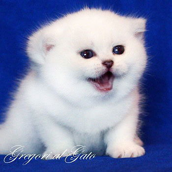 Игорь Гавриленко