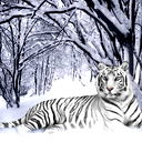 Игорь Попов