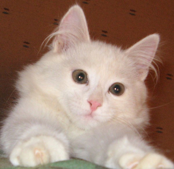 Максат Шабанбаев