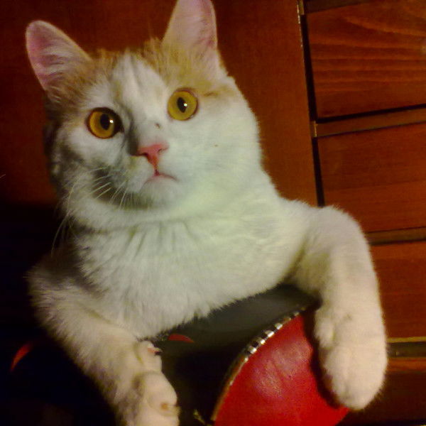 Владимир Юрьев