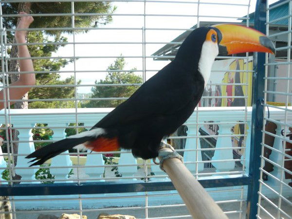 Экзотические Животные_Продажа