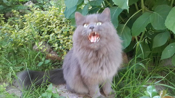 Вера Старикович