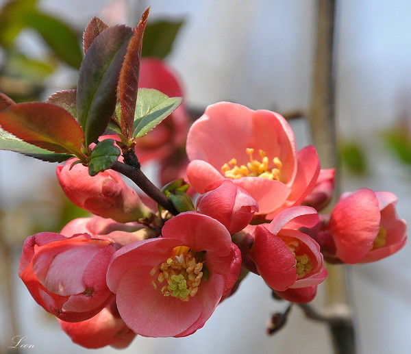 Ирина Бородина